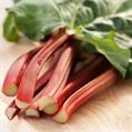 Rheum ribes